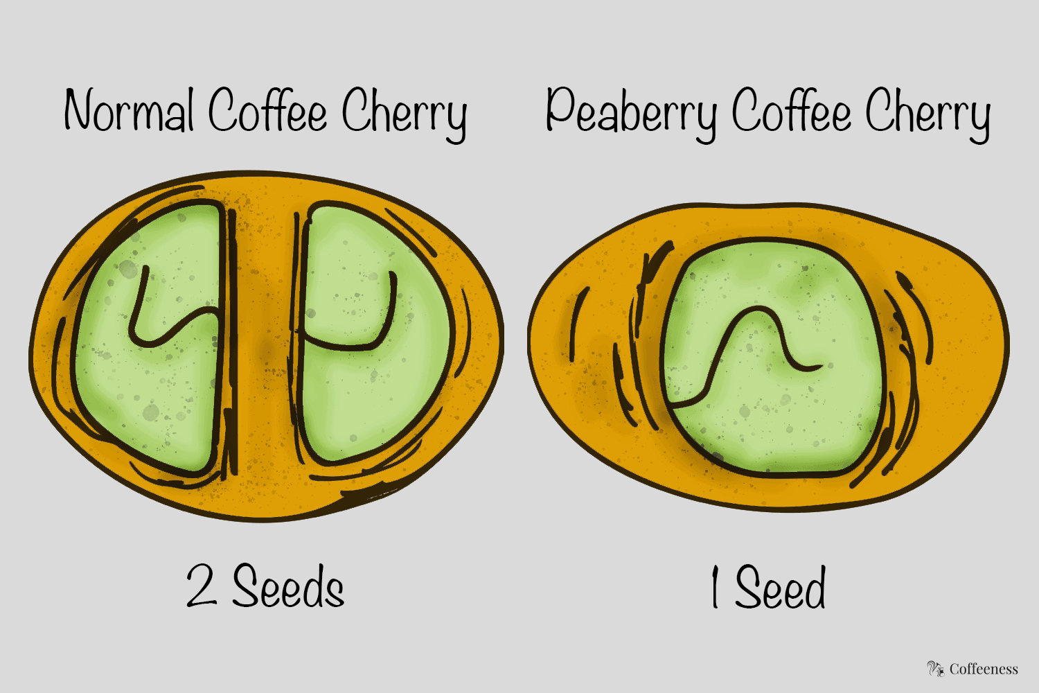 Peaberries: The One-Bean Situation