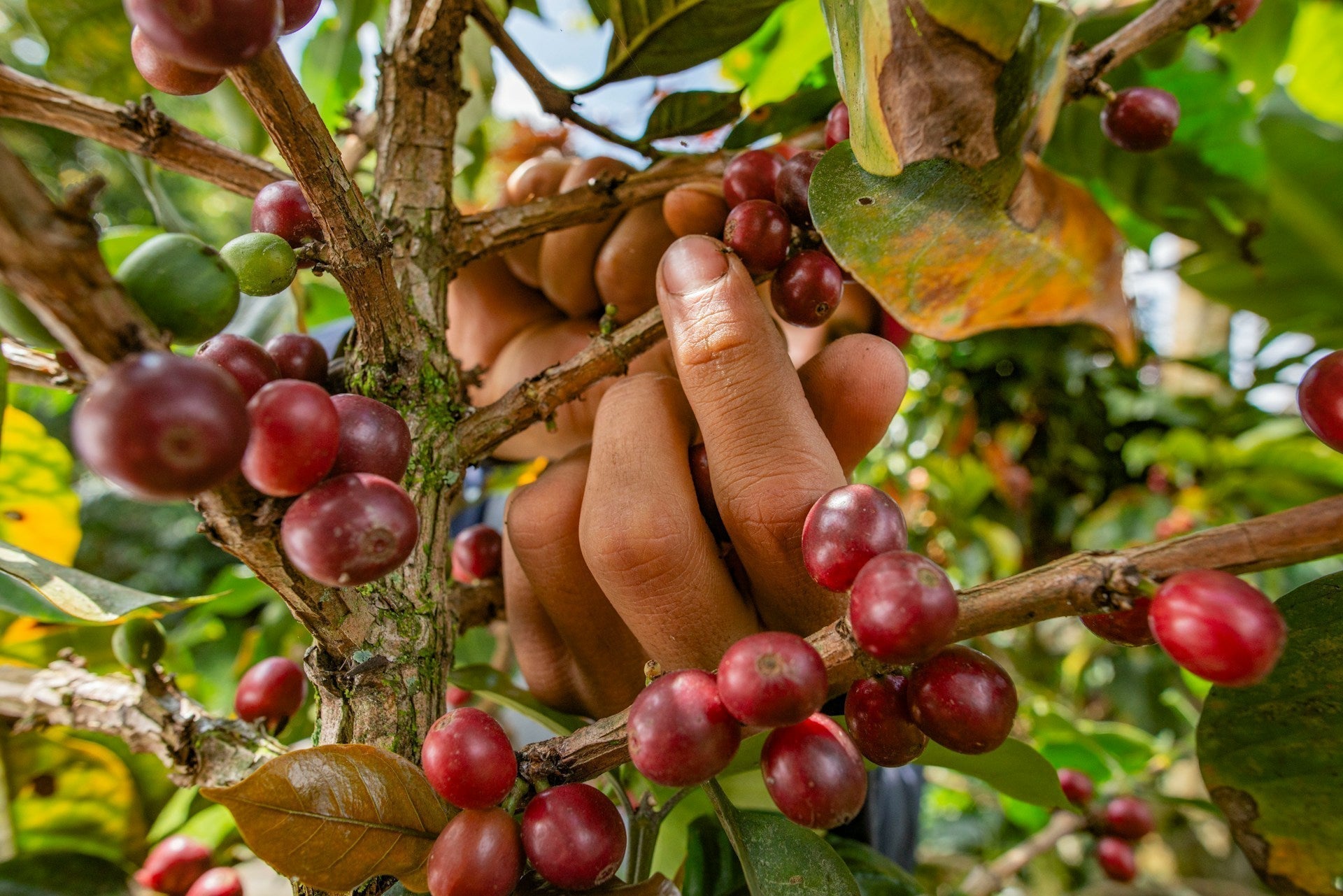 What Happens to Coffee Before It Becomes Coffee?